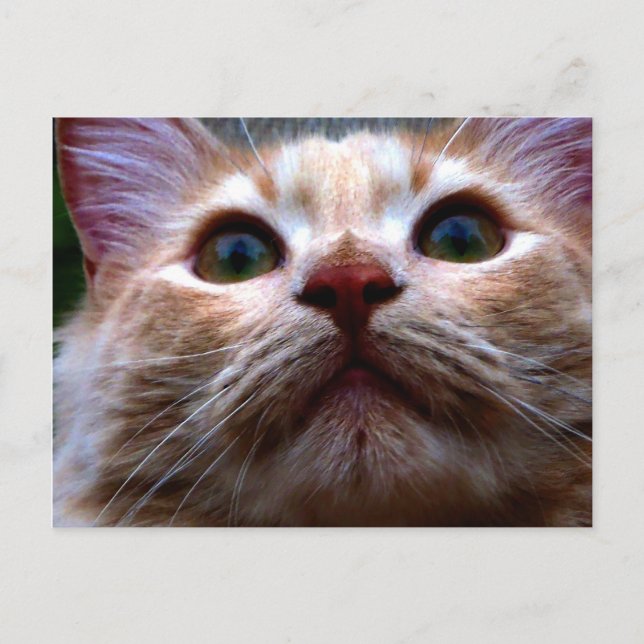 Flyttkort Meddelande Vykort (Framsida)