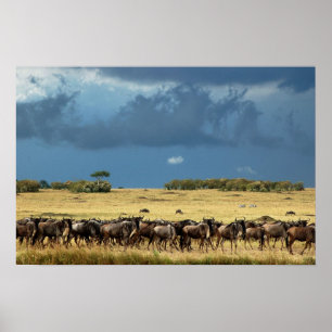 Flyttning av blåvilddjur (gnu) poster, skriver ut, poster