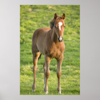 Foal bete i fält i County Wexford, Irland Poster
