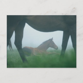 Foal Framad av Mor Vykort