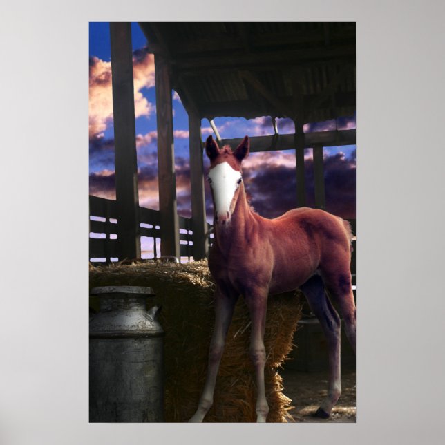 Foal Horse i Barn Poster (Framsidan)