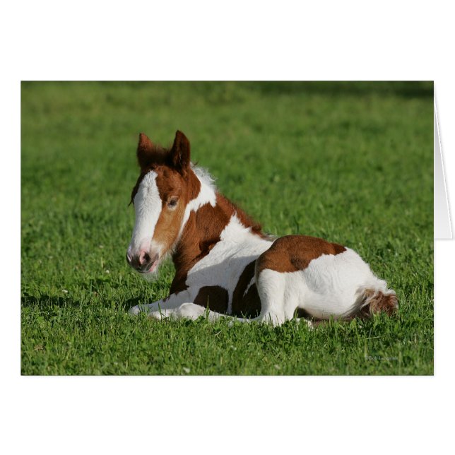 Foal Lutning i gräs Hälsningskort (Framsidan Horizontal)