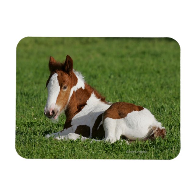Foal Lutning i gräs Magnet (Horisontell)