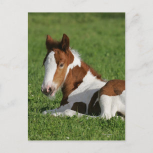 Foal Lutning i gräs Vykort