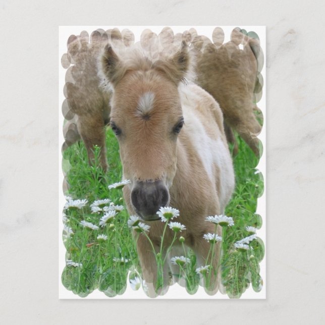 Foal mellangärde Daisy vykort (Framsida)