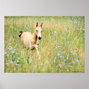 Foal och blommor poster