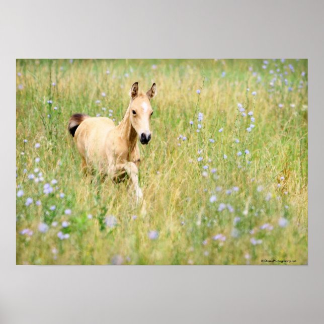 Foal och blommor poster (Framsidan)