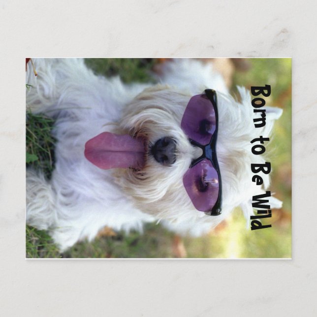 Född för att bli vykort för Vild (Framsida)