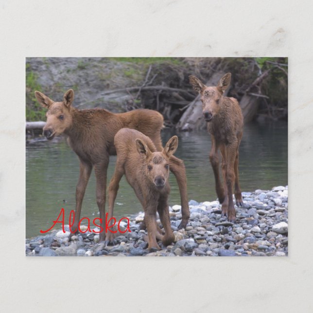Född i Alaska Vykort (Framsida)