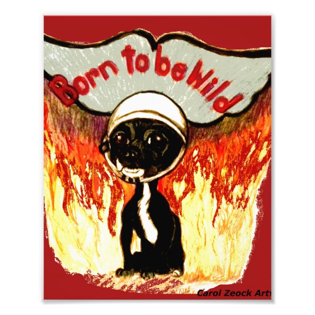 Född i Vild Chihuahua i Sång Zeock Fototryck (Framsidan)