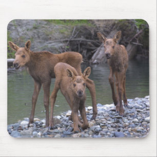 Född n som lyfts i Talkeetna, Alaska Musmatta