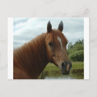 Födelsedag 012 vykort