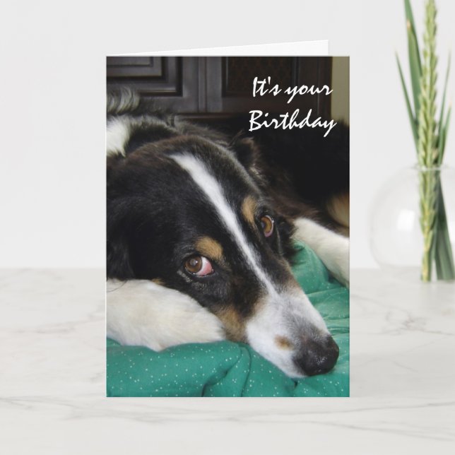 Födelsedag Ålder Humor Gräns Collie Hund Pet Kort (Framsida)