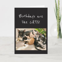 Födelsedag är som Cat Animal Humor