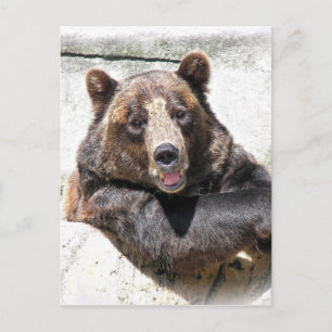 Födelsedag Bear Party inbjudan