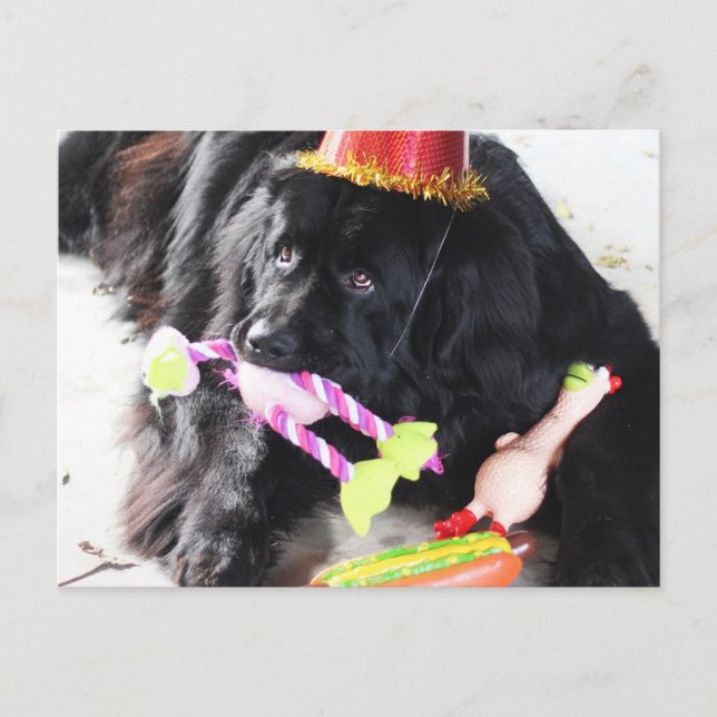 Födelsedag Bear Vykort (Framsida)