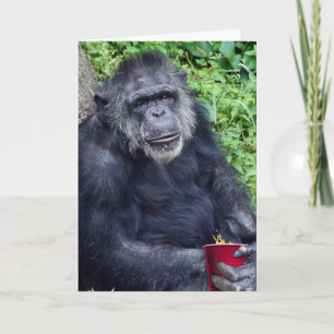 Födelsedag Chimpanzu med Röda Kopp Tack Kort
