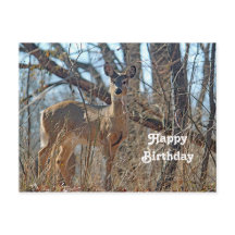 Födelsedag för vildlevande Hjort Skogen