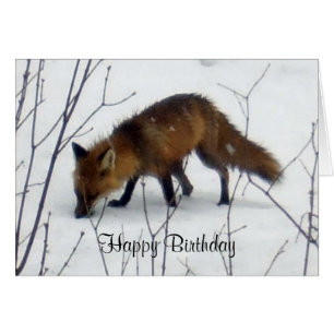 Födelsedag Fox i Snö-kortet Hälsningskort