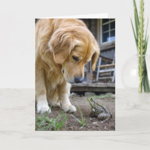Födelsedag Golden Retriever och Groda Starr ned Kort