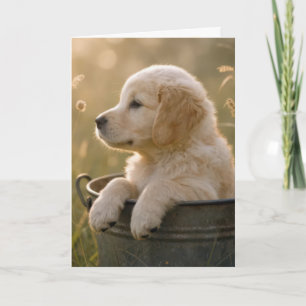 Födelsedag Golden Retriever-valp i en hink Kort