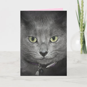 Födelsedag Grå Katt Humor Kort