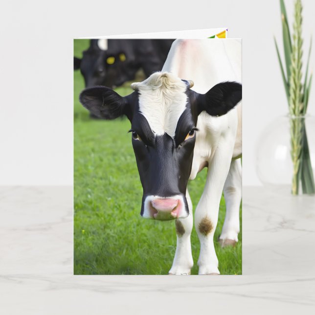 Födelsedag Holsteinkott på betesmark Kort (Framsida)