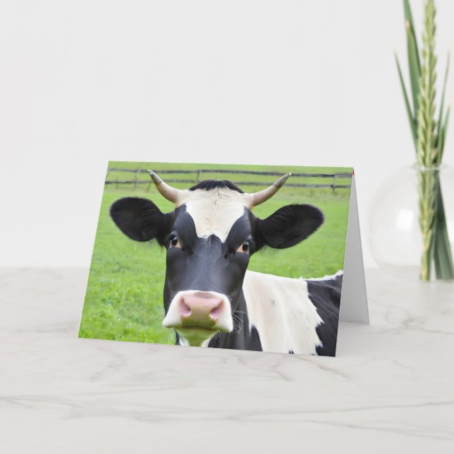 Födelsedag Holsteinkott på betesmark Kort (Framsida)