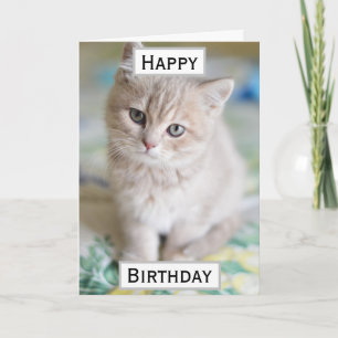 Födelsedag Katt Pappa World's Best Aldrig Pet Phot Kort