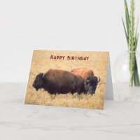 Födelsedag med Bison-paret på Prairie