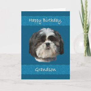 Födelsedag, morson, Shih Tzu Hund Kort