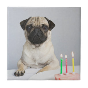 Födelsedag Pug Kakelplatta