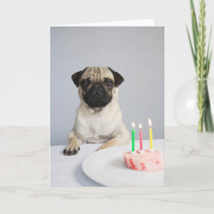 Födelsedag Pug Kort