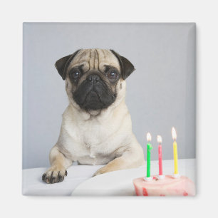 Födelsedag Pug Magnet