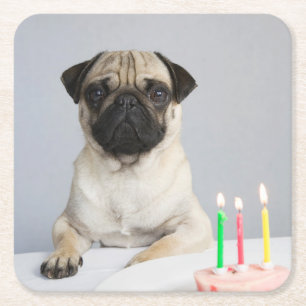 Födelsedag Pug Underlägg Papper Kvadrat