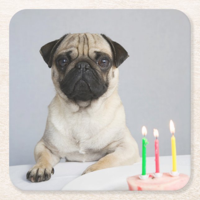 Födelsedag Pug Underlägg Papper Kvadrat (Framsidan)