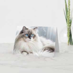Födelsedag Ragdoll Cat vid Päls Matta Kort