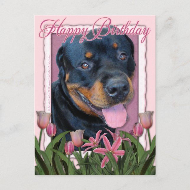 Födelsedag - Rosa Tulips - Rottweiler - Harley Vykort (Framsida)