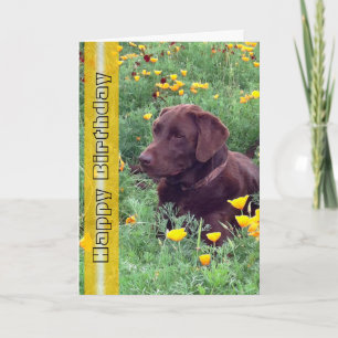 Födelsedag Snygg Labrador Retriever Hund Foto Kort