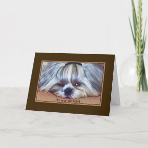 Födelsedag, Sömnig Shih Tzu Hund Kort