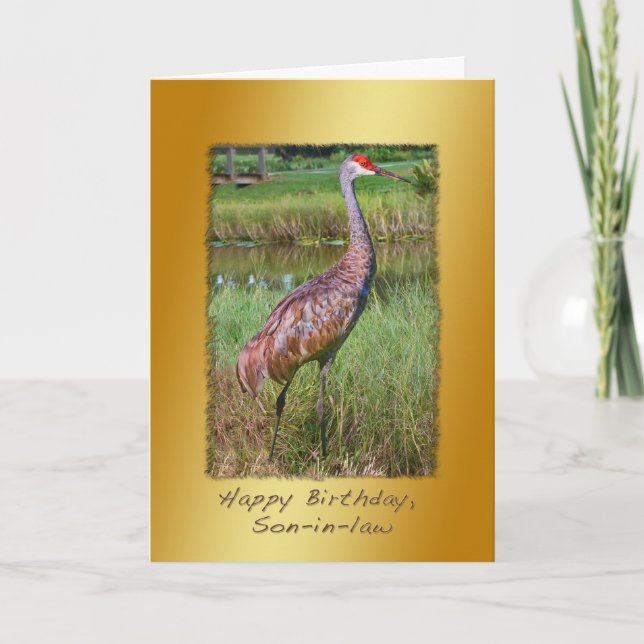 Födelsedag, svärson, Sandhill Crane Bird Kort (Framsida)