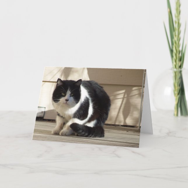 Födelsedag, svart N-vit katt Kort (Framsida)