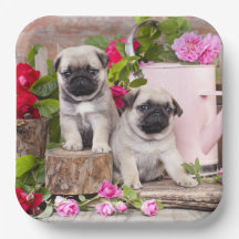 Födelsedag Sweet Baby Pugs Blommigt Party
