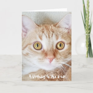födelsedag tabby katt humor kort