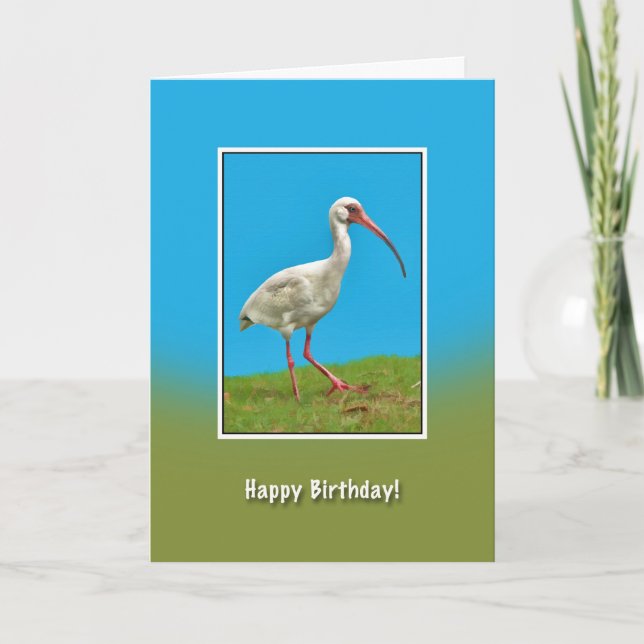 Födelsedag, vitt Ibis-fågelkort Kort (Framsida)