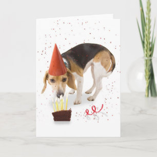 FödelsedagBeagle Kort