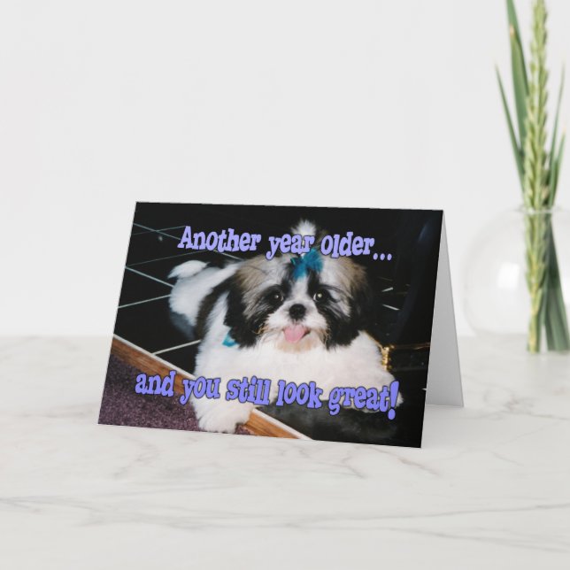 Födelsedagen Humor - Cute Shih-Tzu Puppy Kort (Framsida)
