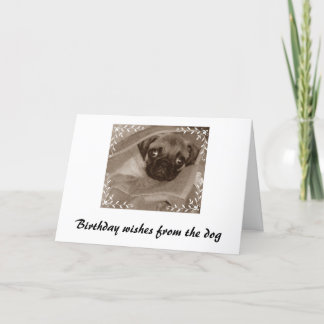 Födelsedagen i önskemål från hund kort