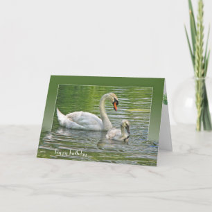 födelsedagen svan med cygnet i pond kort