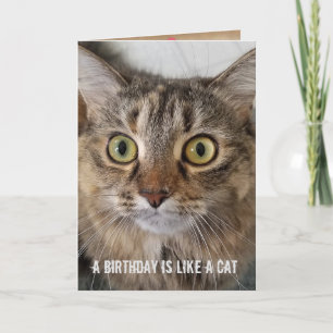 Födelsedagen Tabby katt humor Kort